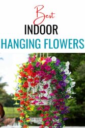 Best indoor hanging plants