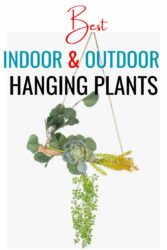 Best hanging plants for indoor and outdoor spaces