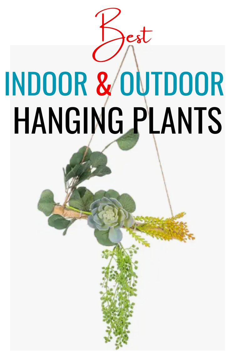 Best hanging plants for indoor and outdoor spaces Best hanging plants for indoor and outdoor spaces