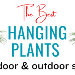 Best hanging plants for indoor and outdoor spaces